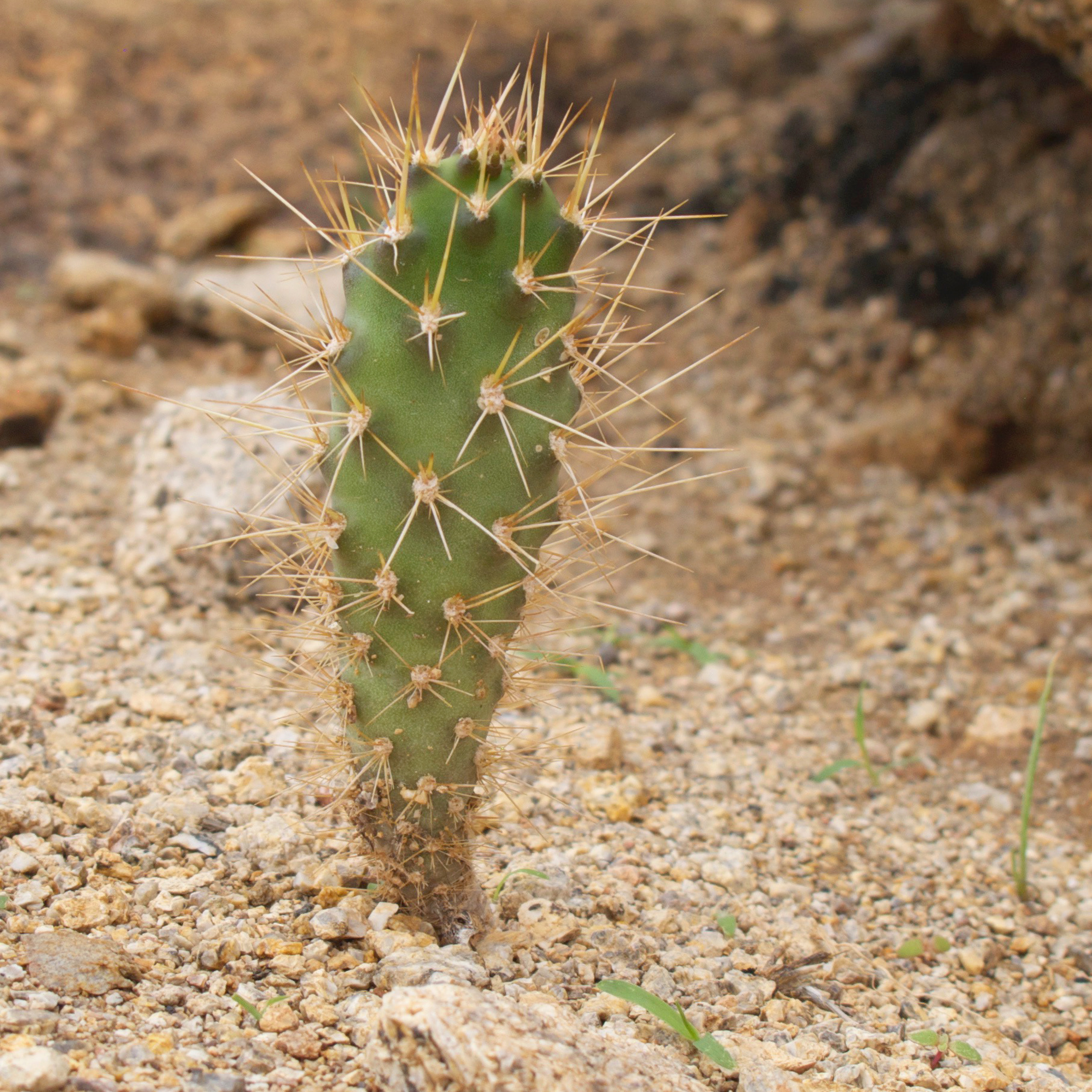 Kaktus, cactus, Fuerteventura